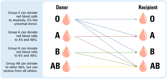 The ABO Blood Group System