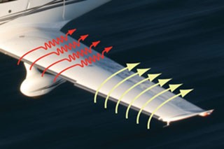 wing